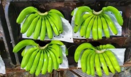 国产在线大香蕉,揭秘国内热门影视平台背后的故事