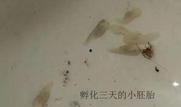 国产蝌蚪,创新科技引领未来生态养殖新篇章