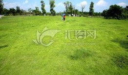 青青青草国产,探寻青青青草国的绿色奇迹